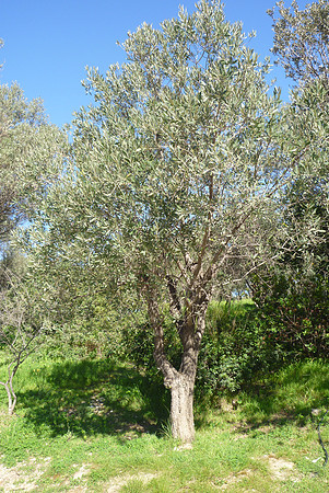 KP Athens 2010-1010963-146