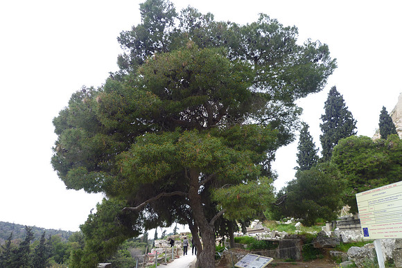 KP Athens 2010-1010602-58