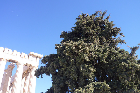 KP Athens 2010-1010891-116